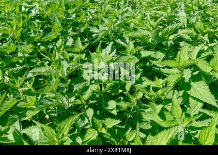 Fourrés verts d'orties. Arrière-plan de l'usine. Urtica dioica. ortie commune, ortie brûlée, ortie piquante. Banque D'Images