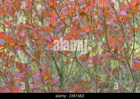 Feuilles rouges de Cotinus obovatus. Le smoketree américain, le chittamwood, le smokewood américain. Banque D'Images