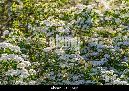 Petites fleurs blanches de Spiraea chamaedryfolia. bonbon germander, spirée à feuilles d'orme. Floraison printanière. Fond floral. Banque D'Images