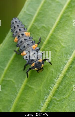 Gros plan sur les larves grises à bleues de la coccinelle septempunctata à sept taches, assise sur une feuille, un parasite naturalk contre les pucerons Banque D'Images