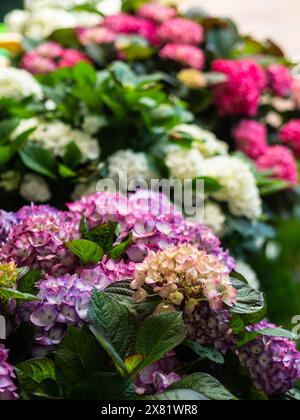 Hortensias colorées dans le jardin, gros plan. Fleurs d'hortensia roses, violettes et blanches sur le comptoir en magasin. Beaucoup d'hortensia macrophylla Blossom, gros plan Banque D'Images