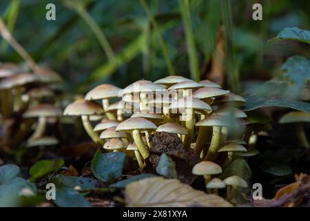 Champignons de la forêt dans l'herbe. Cueillette de champignons poussant sur une souche d'arbre ancien dans la forêt. Banque D'Images