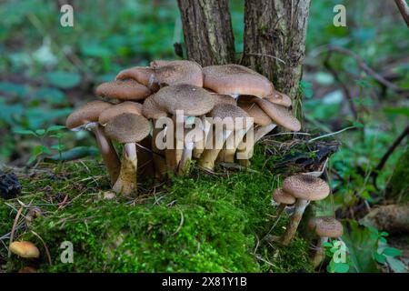 Groupe de champignons sauvages comestibles - miel agaric. Famille de champignons. Forêt de fées, la mousse douce. Banque D'Images