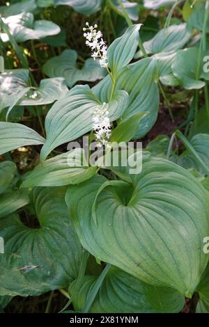 Gros plan vertical naturel sur le serpent nord-américain ou phoque de Salomon à deux feuilles, Maianthemum dilatatum Banque D'Images