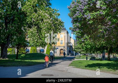 Fleur de lilas commune dans le parc de la ville Stromparken. Norrkoping est une ville industrielle historique de Suède. Banque D'Images