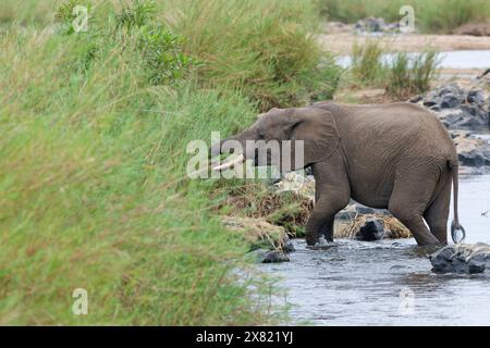 Éléphant de brousse d'Afrique (Loxodonta africana), adulte, dans l'eau, se nourrissant de roseaux dans le lit de la rivière Olifants, Parc national Kruger, Afrique du Sud, Banque D'Images