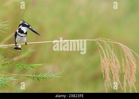 kingfisher pied (Ceryle rudis), mâle, perché sur une tige de roseau, surplombant la rivière Olifants, sur le belvédère, parc national Kruger, Afrique du Sud, Banque D'Images