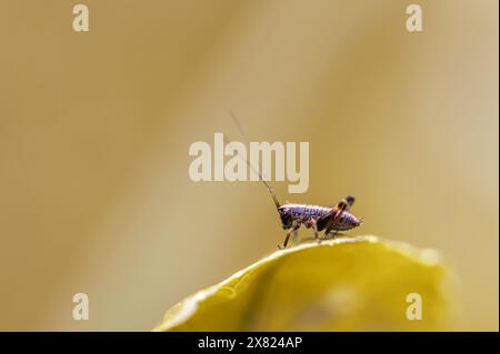 Une minuscule nymphe de brousse-cricket sombre, PHolidoptera griseoaptera, assise sur une feuille d'ortie piquante au printemps. Banque D'Images