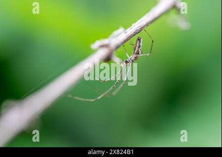 Araignée à mâchoires longues (Tetragnatha Extensa)/araignée tisserand à mâchoires longues Banque D'Images