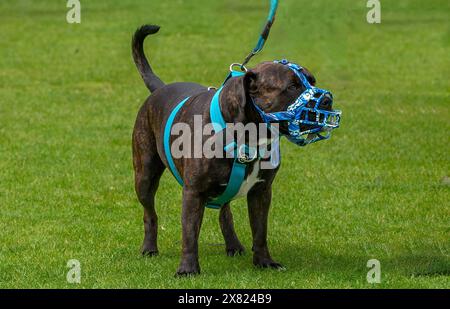 Milton Keynes, Royaume-Uni - 18 mai 2024 : chien tyran XL sur une laisse et portant une muselière comme requis par la loi britannique Banque D'Images
