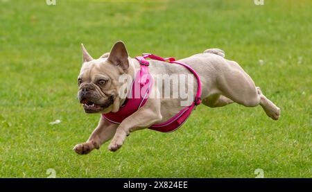 Bouledogue français qui court vite Banque D'Images