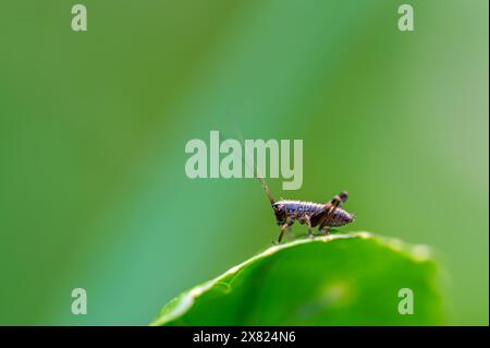 Une minuscule nymphe de brousse-cricket sombre, PHolidoptera griseoaptera, assise sur une feuille d'ortie piquante au printemps. Banque D'Images