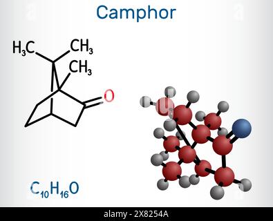 Molécule de camphre. C'est un terpénoïde et une cétone cyclique. Formule chimique structurale et modèle moléculaire. Illustration de Vecteur