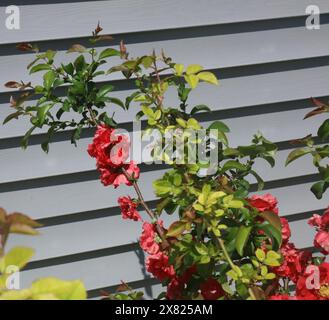Observez les feuilles d'une plante de coing en fleurs remplie de fleurs rouges en fleurs et d'une branche d'un rosier, au printemps, par une journée lumineuse et ensoleillée Banque D'Images