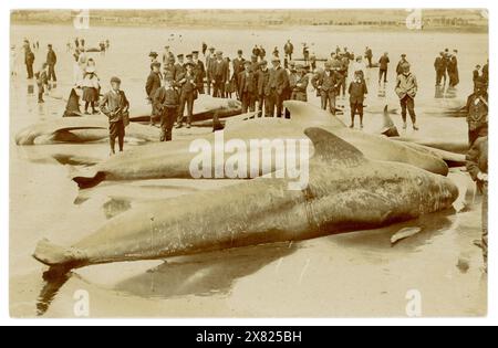 Original début des années 1900 carte postale de masse échouant de nacelle de baleines sur la plage, baleines échouées, de nombreux spectateurs, long Rock, Mount's Bay, Marazion, près de Penzance, Cornwall Royaume-Uni daté du 10 août 1911. Banque D'Images