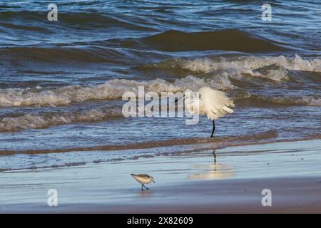 Une petite aigrette blanche, Egretta Garzetta, exposée au bord des vagues sur la plage d'Inhassoro au Mozambique. Banque D'Images