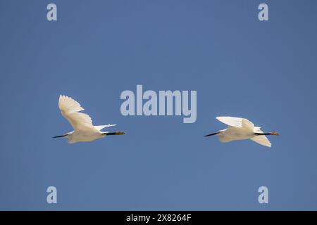 Deux petites aigrettes blanches (Egretta Garzetta) en vol Banque D'Images