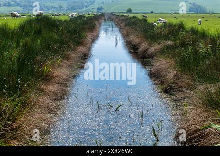 L'une des nombreuses digues de la vallée de Brede près de Winchelsea dans le Sussex de l'est, en Angleterre. Certains des célèbres moutons de Romney Marsh peuvent être vus au loin. Banque D'Images