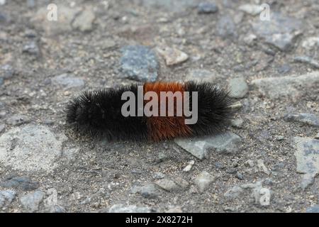 Gros plan détaillé sur la grosse chenille velue de la Pyrrharctia Isabella Tiger Moth d'Amérique du Nord Banque D'Images