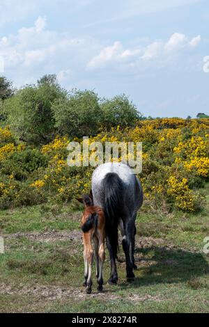 Une jument et son poulain pâturant sur le bord avec une mer de gorses jaunes buissons en arrière-plan Banque D'Images