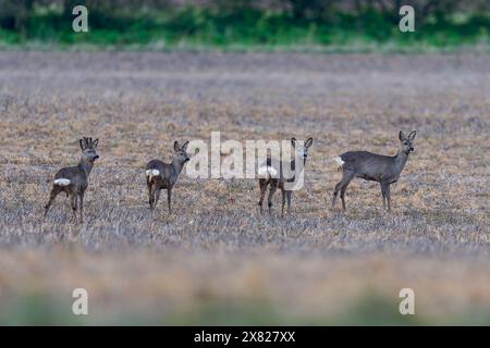 Un petit troupeau de cerfs-laouches d'Europe -Capreolus capreolus. Banque D'Images