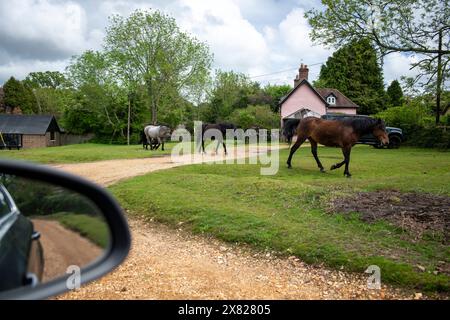 Chevaux et poneys marchant à travers le village dans la New Forest dans le Hampshire. Ici, le trafic doit faire place à eux, pas l'inverse. Banque D'Images