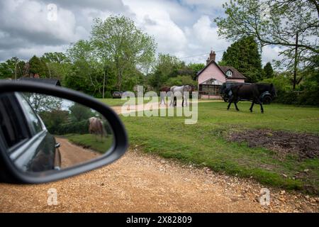 Chevaux et poneys marchant à travers le village dans la New Forest dans le Hampshire. Ici, le trafic doit faire place à eux, pas l'inverse. Banque D'Images