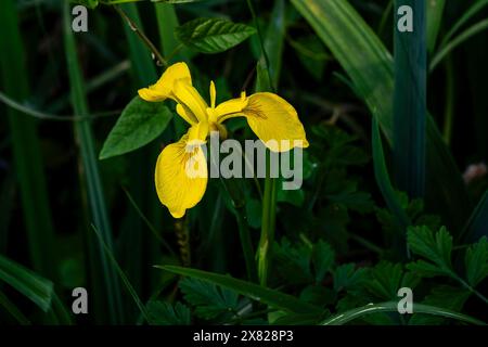 Iris jaune (Iris pseudacorus) floraison en mai à Peterborough, Cambridgeshire, Angleterre Banque D'Images
