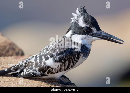 Pied kingfisher (Ceryle rudis), femelle, perchée sur le garde-corps, surplombant la rivière Olifants, sur le belvédère, parc national Kruger, Afrique du Sud, Banque D'Images