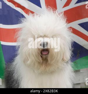 Old English Sheepdog Banque D'Images