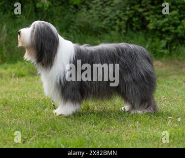 Bien entretenu Bearded Collie Banque D'Images