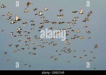 Groupe de pochards à crête rouge en vol, lac Neuchâtel en Suisse Banque D'Images