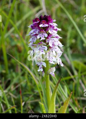 Orchidée brûlée ou orchidée à pointe brûlée, Neotinea ustulata (syn. Orchis ustula), Orchidaceae. Trouvé sur des endroits calcaires, prairies sur des duvet de craie. Banque D'Images