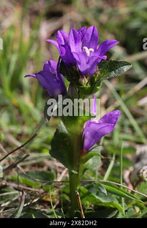 Fleurs de Bellflower ou sang de Danois groupés, Campanula glomerata, Campanulaceae. Des bas de craie herbeuse Chilterns, Shillington. Banque D'Images