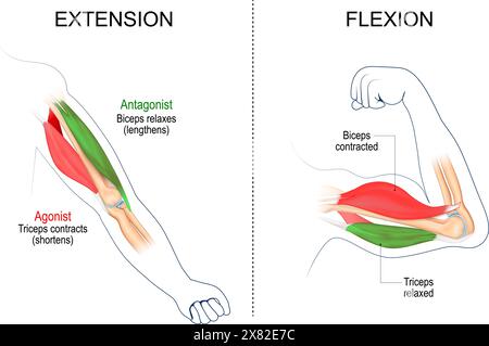 Extension et flexion des muscles. Biceps et triceps. Contracté et détendu. Muscles agonistes et antagonistes. illustration vectorielle Illustration de Vecteur