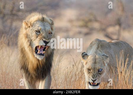 Lions africains (Panthera leo melanochaita), deux adultes, mâle et femelle borgne, marchant dans la grande herbe sèche en rugissant, lumière du matin, Kruger NP Banque D'Images