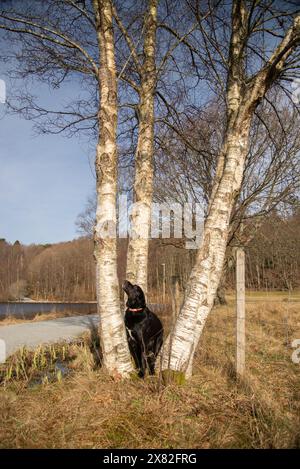 Chien noir regardant entre deux bouleaux dans une zone rurale avec de l'herbe sèche et un lac en arrière-plan par une journée ensoleillée .. Banque D'Images