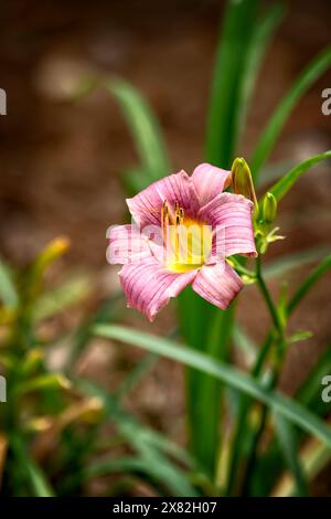 Une seule fleur rose Day Lily, fleurissant avec un fond doux Banque D'Images