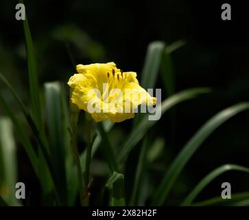 Contraste spectaculaire sur une fleur de lis de jour jaune unique, feuilles vertes douces et fond sombre Banque D'Images