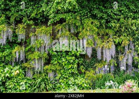 Des vignes de wisteria violettes descendent en cascade le long d'un mur de jardin verdoyant, entouré d'un feuillage vert dense Banque D'Images