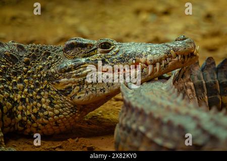 Crocodile se prélasser dans une enceinte Banque D'Images