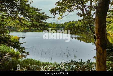 Une vue panoramique tranquille en fin d'après-midi d'été à un coin du troisième lac dans le parc national Shiretoko Goko, à l'est d'Hokkaido, Japon. Banque D'Images