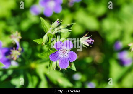 Gros plan d'une fleur sauvage violette avec des feuilles vertes dans un cadre naturel. La fleur a cinq pétales et est entourée de bourgeons et de feuillage. Banque D'Images