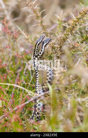 Additionneur européen Vipera berus, 2 mâles adultes combattant, Suffolk, Angleterre, avril Banque D'Images