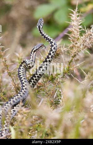 Additionneur européen Vipera berus, 2 mâles adultes combattant, Suffolk, Angleterre, avril Banque D'Images