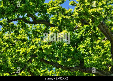 Une vue rapprochée d'une canopée d'arbre avec des feuilles vertes luxuriantes et des branches contre un ciel bleu clair. Banque D'Images