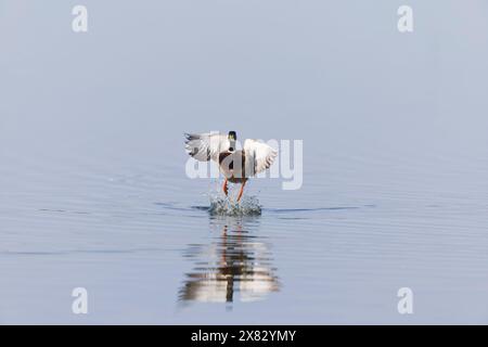 Mallard Anas platyrhynchos, adulte mâle volant, décollage de l'eau, réserve Minsmere RSPB, Suffolk, Angleterre, mai Banque D'Images