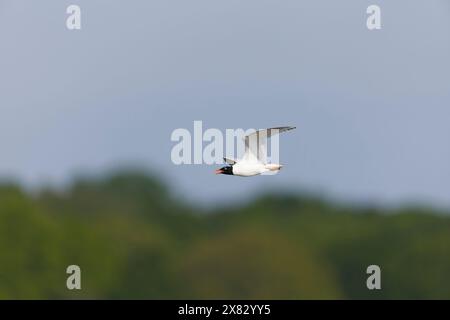 Goéland méditerranéen Larus melanocephalus, plumage reproducteur adulte appelant en vol, réserve Minsmere RSPB, Suffolk, Angleterre, mai Banque D'Images