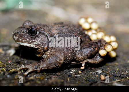 Crapaud de sage-femme commun (Alytes obstetricans) à Valencia do Sil, Vilamartin, Valdeorras, Ourense, Espagne Banque D'Images