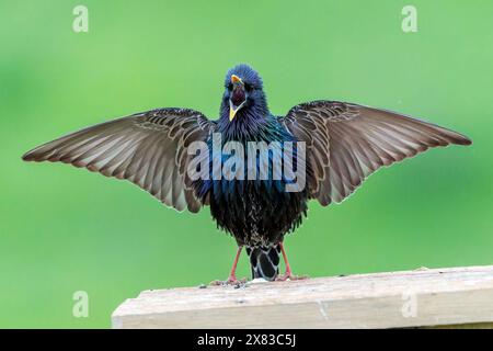 Étourneaux communs, Sturnus vulgaris, mâle adulte célibataire dans la cour pendant qu'il est perché sur le bois, Bulgarie Banque D'Images